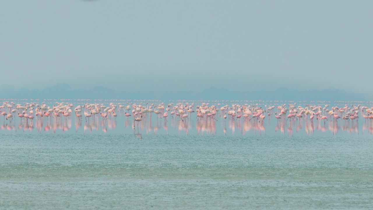플라밍고 또는 플라밍고 (flamingo) 는 페니코프테리포르메스 (phoenicopteriformes) 의 유일한 조류 가족인 페니코프테리포르메스 (phoenicopteridae) 에 속하는 조류의 일종이다. 라자스탄, 인도.