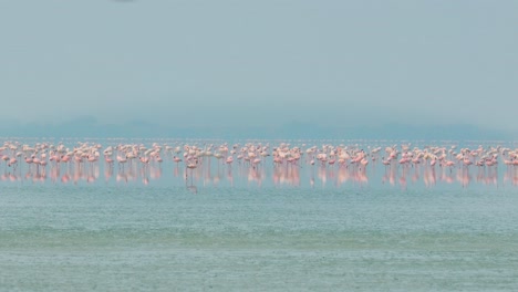 Flamingos-or-flamingoes-are-a-type-of-wading-bird-in-the-family-Phoenicopteridae,-the-only-bird-family-in-the-order-Phoenicopteriformes.-Rajasthan,-India.