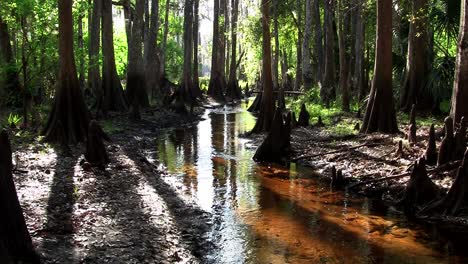 Pan-across-a-coffee-colored-swamp-in-the-Everglades