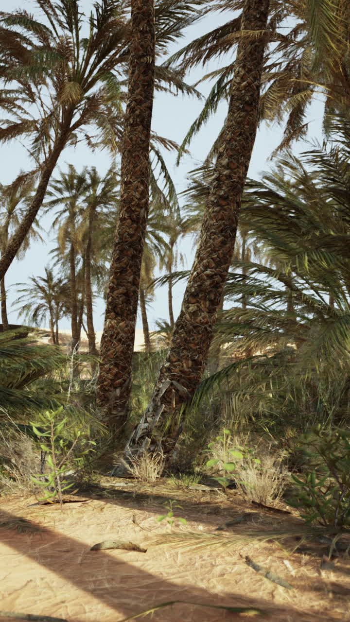 Serene Oasis: Palm Trees in a Desert Landscape