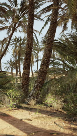 oasis sereno: palmeras en un paisaje desértico
