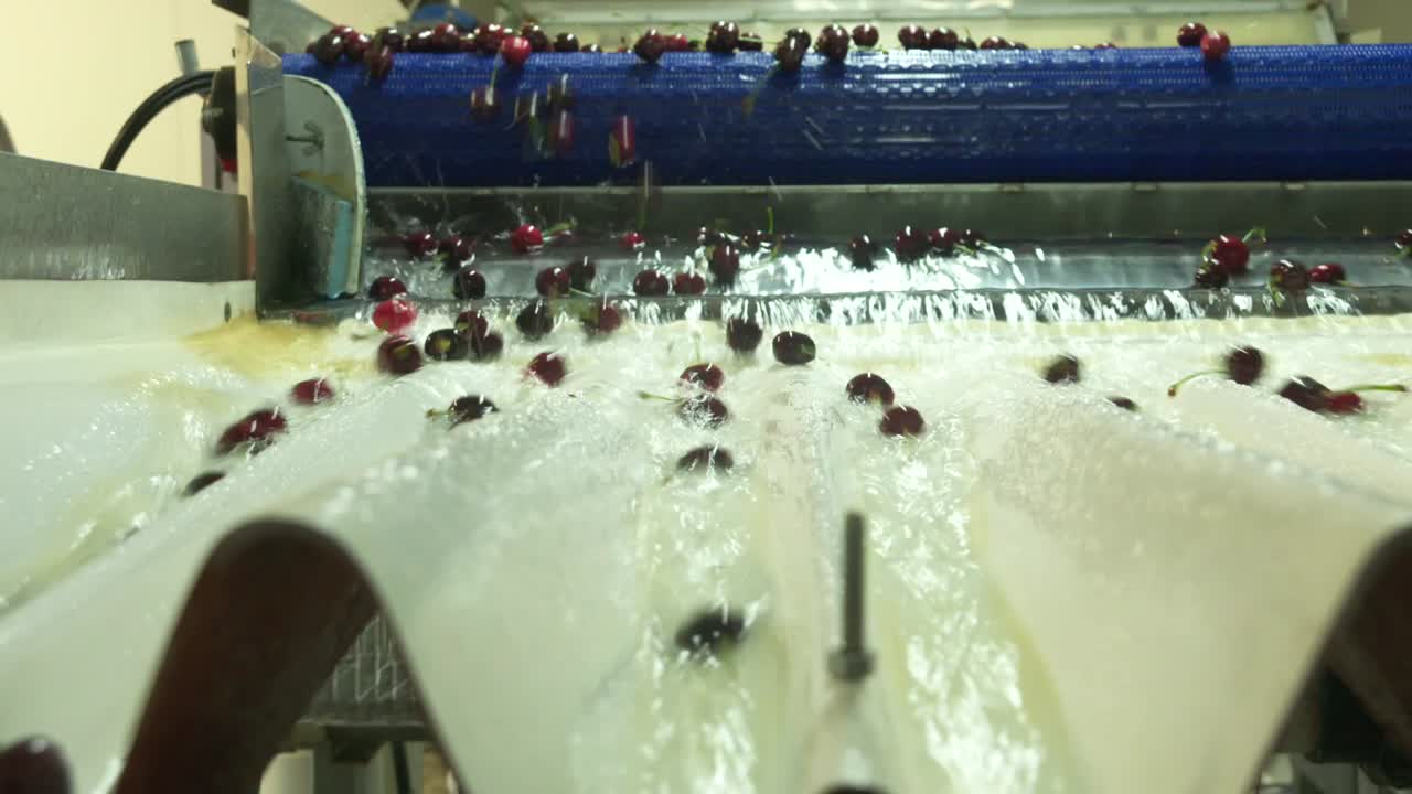 fábrica de cerezas primer plano, empacando, eligiendo, lavando cerezas