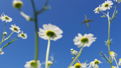 chamomile flowers and airplane in blue sky