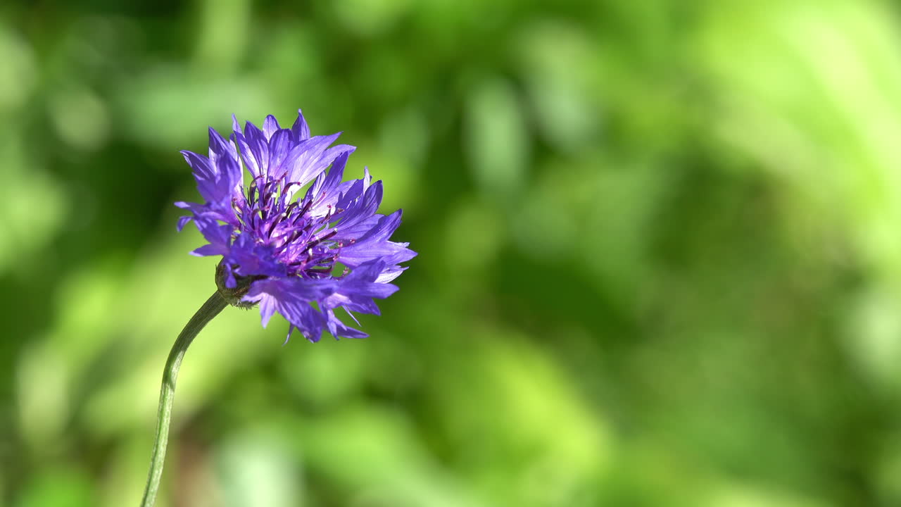 Purple cornflower grows in a meadow