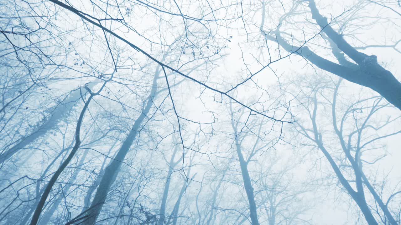 Dramatische POV-Aufnahme aus niedrigem Winkel, die durch einen Winterwald geht und auf hohe, schneebedeckte Bäume blickt. Atmosphärische Winterlandschaft mit Nebel und einem klaren, weißen Himmel