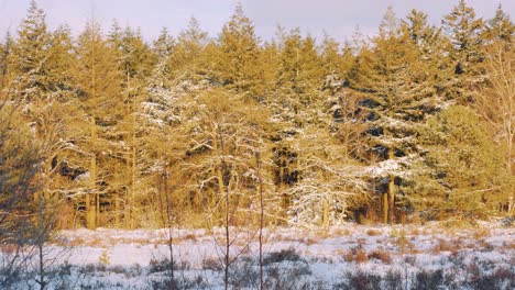 Warnen-Sie-Orangefarbenes-Sonnenlicht-Auf-Frostigen-Waldbäumen