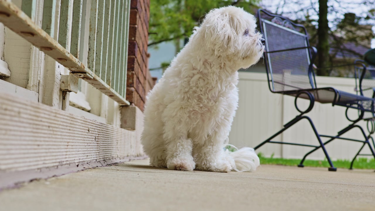 Un piccolo cane bianco è seduto sul patio accanto alla porta, che guarda fuori in un cortile nelle prime ore del mattino in una giornata tranquilla.