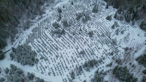 aerial shot fly over a snowy pine forest clearing seen from above, slow winter