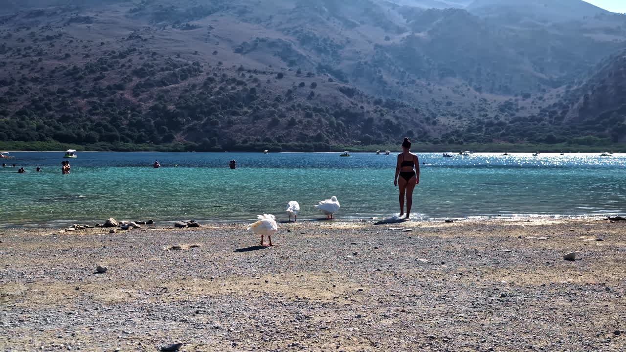 Woman Walking on Lake Shore with Geese and People Swimming