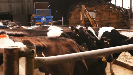 cattle farmer talking with a man