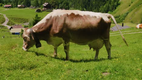 cow grazing on lush green farm with cowbell