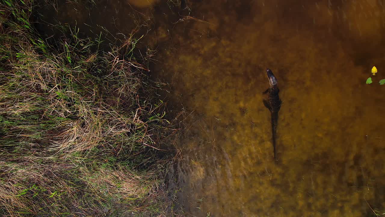 에버글레이드 습지에서 먹이를 기다리는 악어