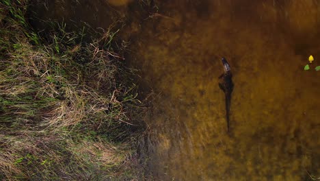 Alligator-Wartet-Im-Sumpf-Der-Everglades-Auf-Vorbeikommende-Beute