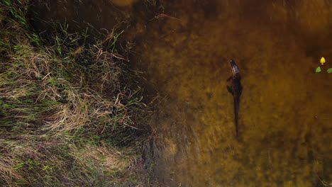 un cocodrilo esperando en el pantano de los everglades para que llegue su presa