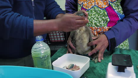 Fütterung-Eines-Geretteten-Afrikanischen-Pinguinkükens-Im-Reha-Zentrum,-Frontansicht,-Südafrika