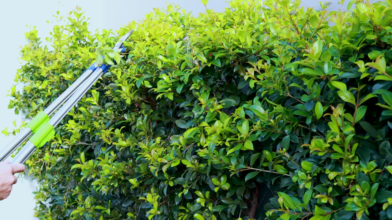 Hands use long-handled pruning scissors to trim a dense green bush in bright daylight, with steady close-up camera framing and natural lighting