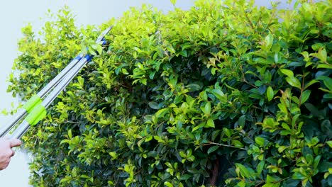 hands use long-handled pruning scissors to trim a dense green bush in bright daylight, with steady close-up camera framing and natural lighting