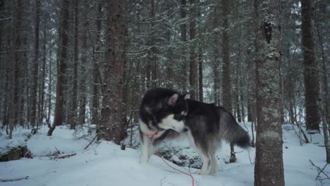 dog breed alaskan malamute in dense woods during winter