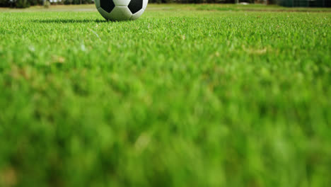 soccer ball on green grass