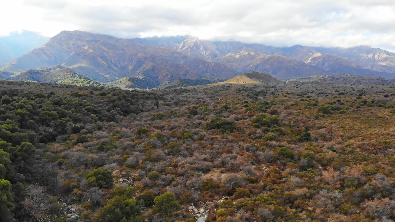 Drone voando para frente sobre árvores verdes densas da floresta nublada de Yungas em direção às montanhas em Salta, Noroeste da Argentina