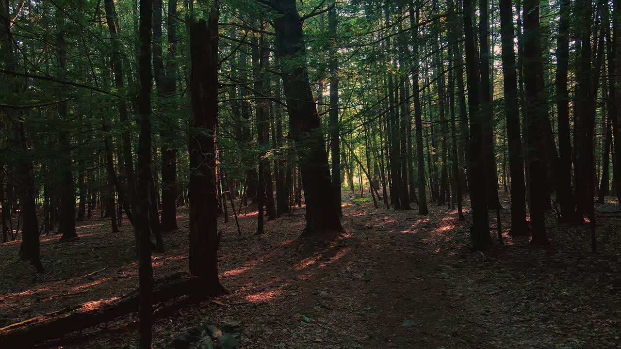hermosa luz dorada durante una puesta de sol de verano en un bosque mágico