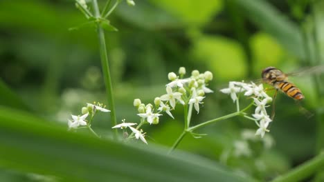 Schöne-Gelb-schwarz-Gestreifte-Biene-Im-Flug,-Die-Pollen-Von-Der-Blüte-Sammelt