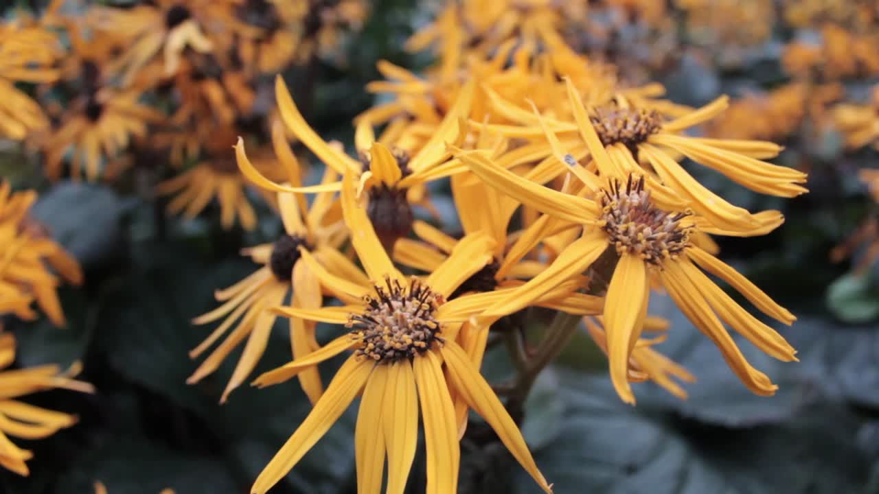 Ligularia Leopard yellow flower close up detailed shot