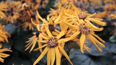 ligularia leopard yellow flower close up detailed shot