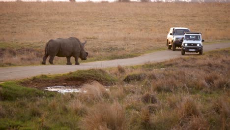 two vehicles reverse, intimidated by white rhino walking along road in south africa