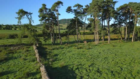 Dry-stone-wall-and-line-of-pine-trees-with-wooded-hill-Great-Mell-Fell-in-background,-slow-pan-across-on-sunny-summer-morning-in-the-English-Lake-District,-Cumbria,-UK