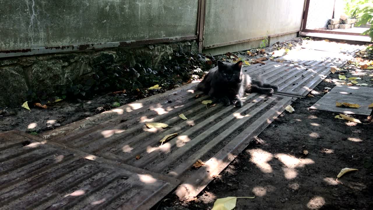um grande gato cinzento e fofinho está nas sombras.