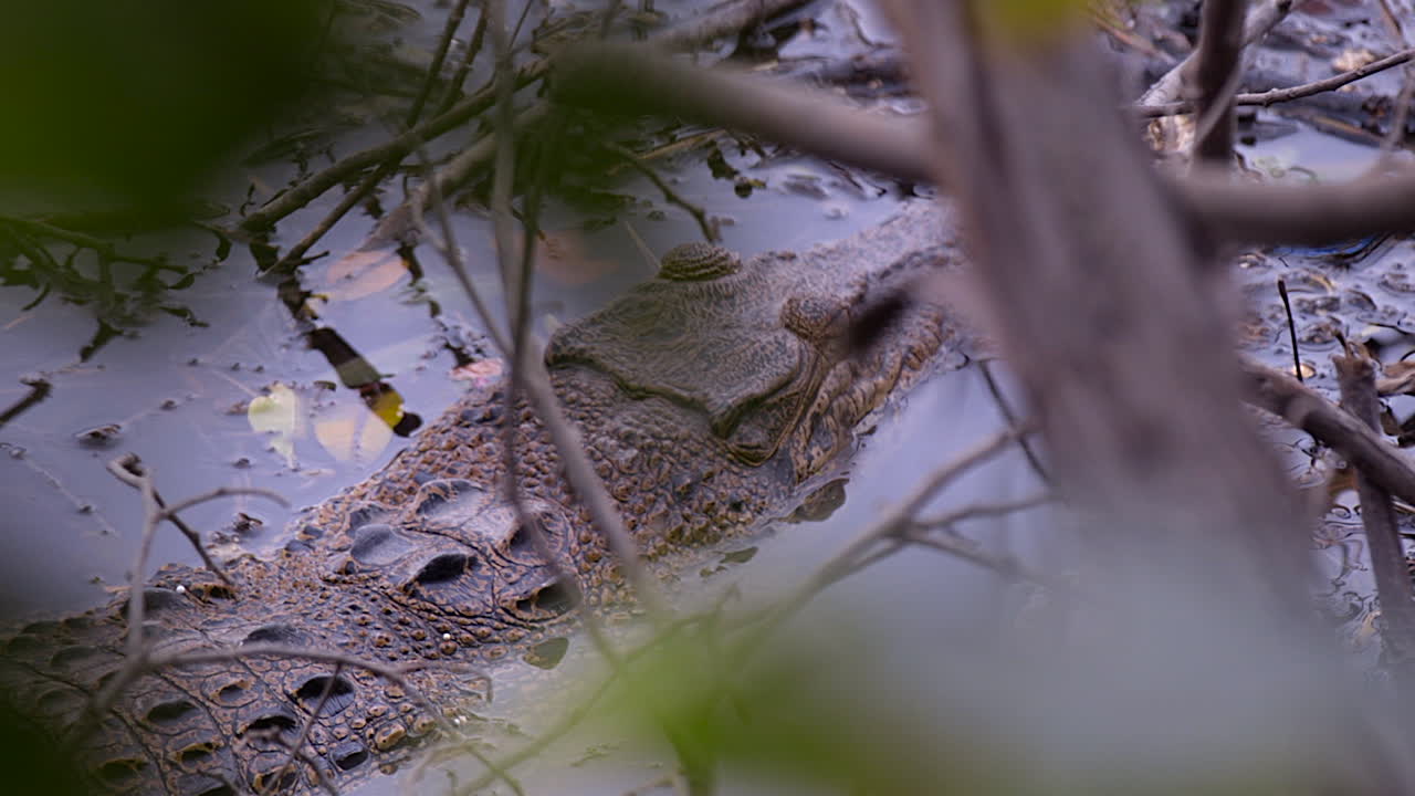 un cocodrilo estuarino escondido en los árboles de mangle que parece un camuflaje - primer plano