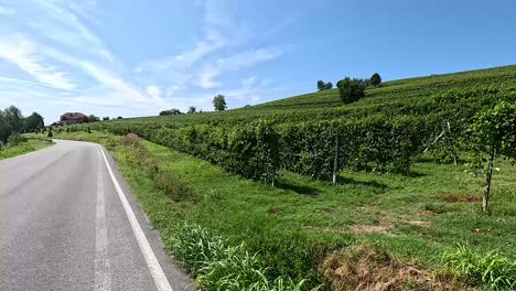 a road winding through lush vineyards in piedmont