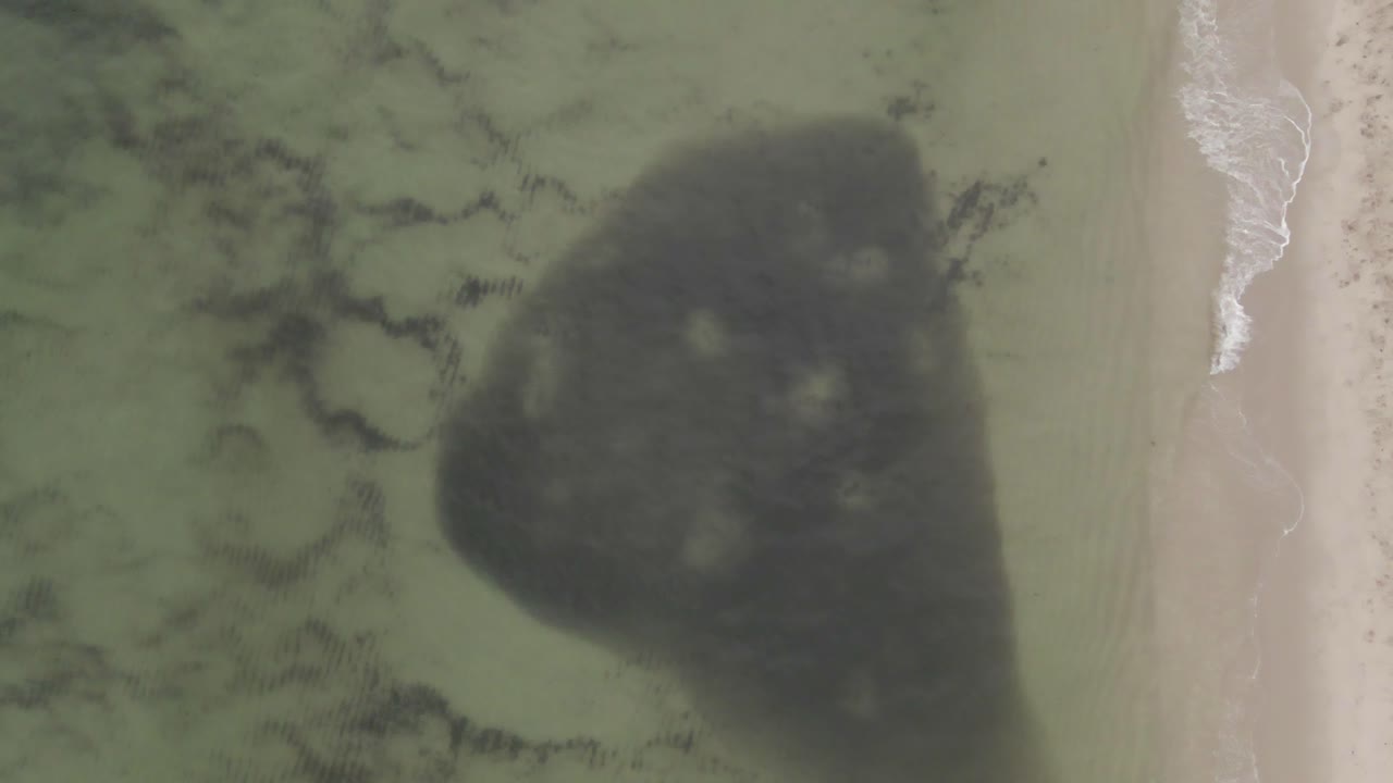 banco denso de salmonete cerca de la costa evita a los depredadores, antena vertical