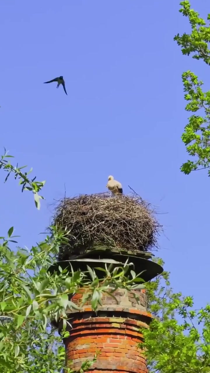 Vertical close-up of a white stork standing in a nest on a brick chimney in Latvia, with blue sky and green spring leaves around the nesting site.