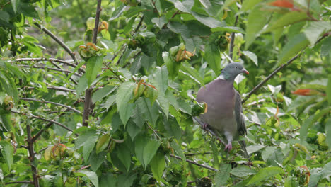 wild wood pigeon sitting perched high up in a sycamore tree in the uk countryside