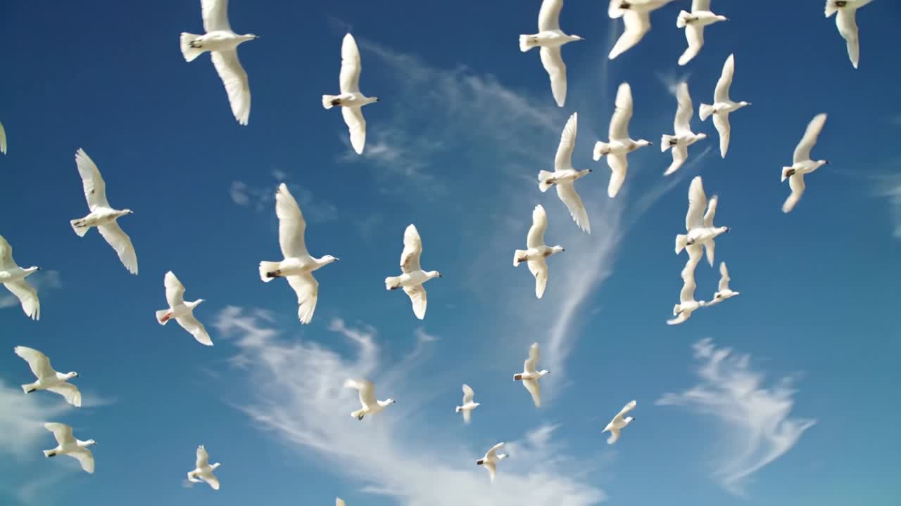 Gliding flock of white gulls nearing then thinning across sky, cirrus, camera upward, breeze rising