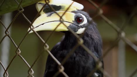 close up shot of a juvenile great hornbill inside a cage in tham pla pha suea national park, northern thailand