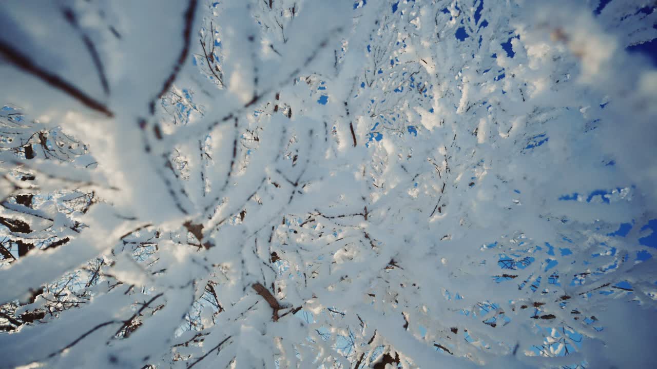 Rami di alberi innevati su sfondo di cielo azzurro