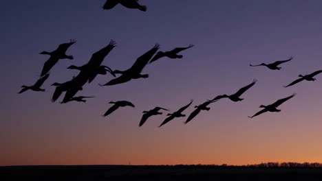 silhouettes of geese flying at sunset