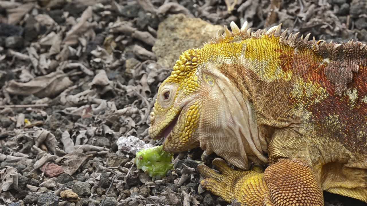 갈라파고스 육지 이구아나는 갈라파고스 에콰도르의 산타 크루즈 섬 다윈 센터에서 선인장을 먹고 있습니다.