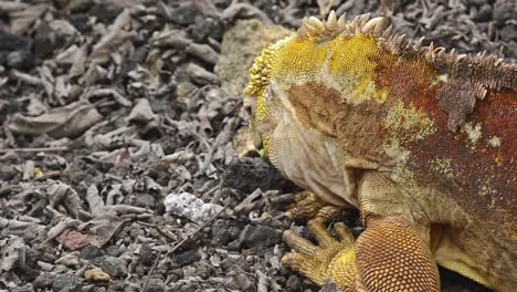 galapagos land iguana eating a cactus at the darwin center on santa cruz island in the galapagos ecuador