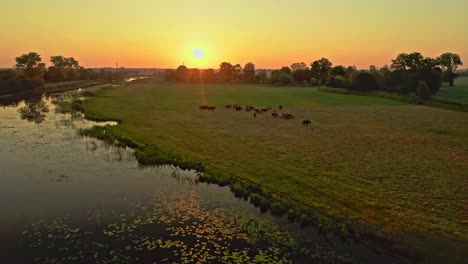 Stunning-Drone-Aerial-Sunrise-shot-over-over-a-beautiful-lake-and-grazing-pasture-in-rural-Poland