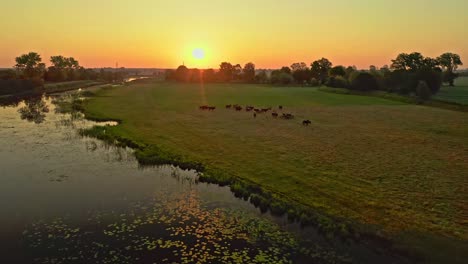 impresionante amanecer aéreo de drones disparó sobre un hermoso lago y pastos de pastoreo en la polonia rural