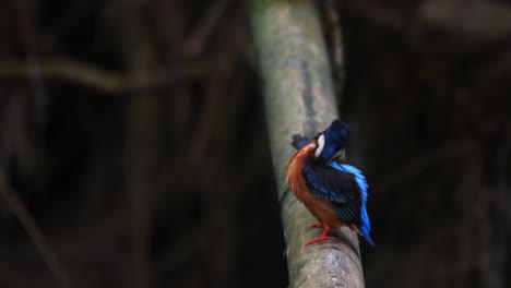 facing towards the left seriously preening itself while wagging its tail then jumps around to face to the right