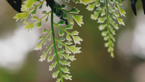 green plastic leaves hang decorating room extreme close view