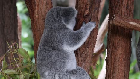 koala ascends a tree, exploring and navigating branches