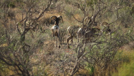 Shot-of-Bighorn-sheep-graze-in-the-Valley-of-Fire-in-the-dry-season