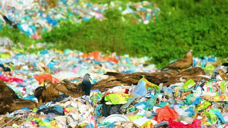 falcon birds flock hunting through discarded rubbish landfill waste disposal site