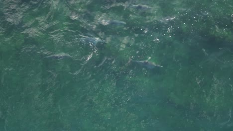 Group-of-dolphins-swimming-in-transparent-waters